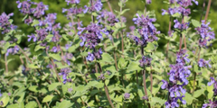 Kattenkruid (Nepeta)