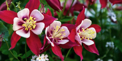 Akelei (Aquilegia)