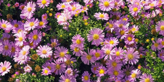 Herfstaster (Aster)