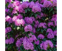 Rhododendron 'Catawbiense Grandiflorum'