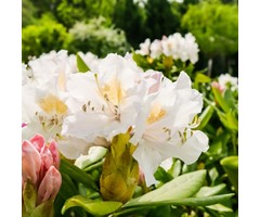 Rhododendron 'Cunningham's White'