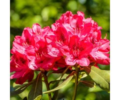 Rhododendron 'Nova Zembla'