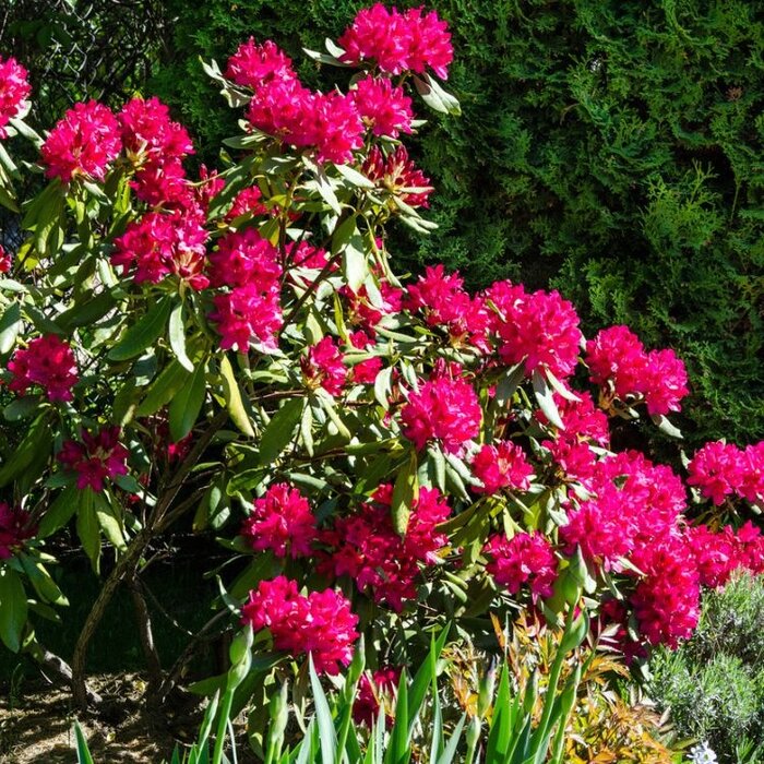 Rhododendron 'Nova Zembla'