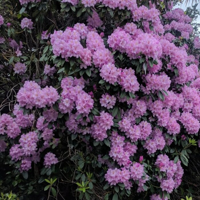 Rhododendron ponticum