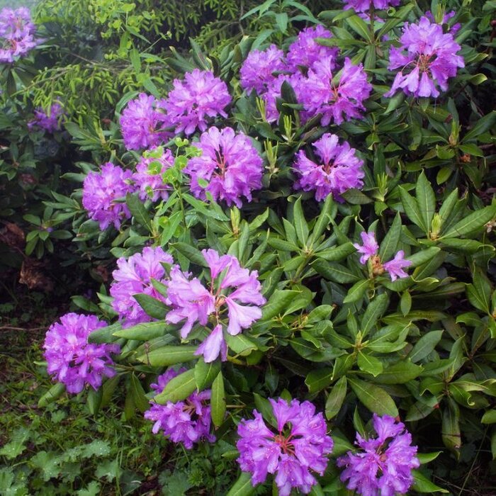 Rhododendron ponticum