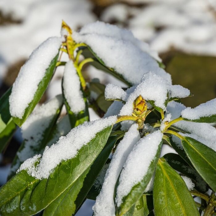 Rhododendron ponticum