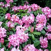 Rhododendron ponticum 'Roseum'