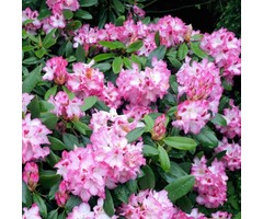 Rhododendron ponticum 'Roseum'