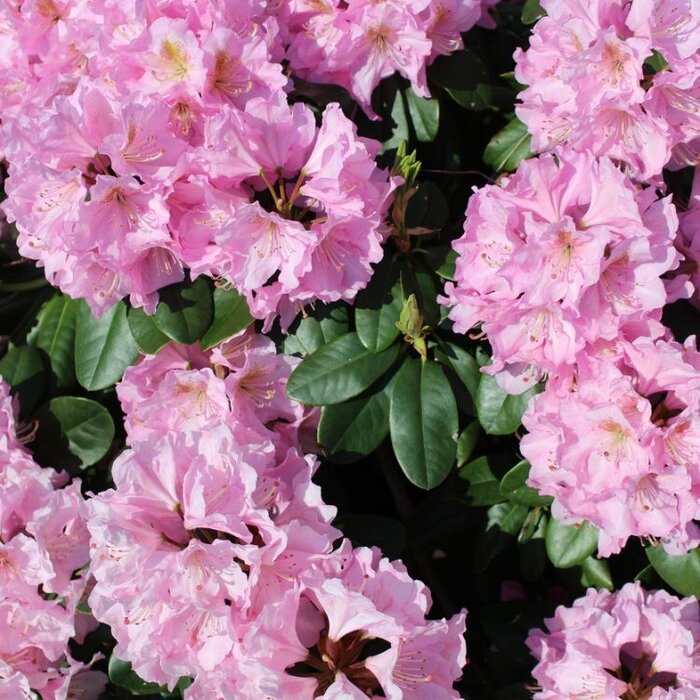 Rhododendron ponticum 'Roseum'