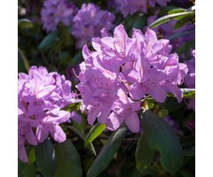 Rhododendron ponticum
