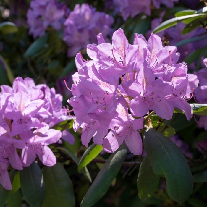 Rhododendron ponticum