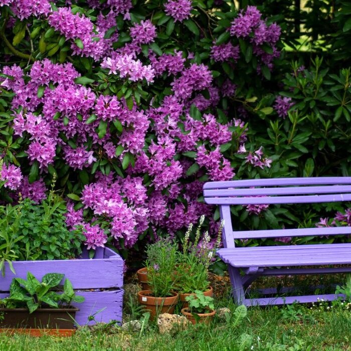 Rhododendron 'Roseum Elegans'