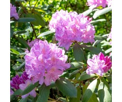 Rhododendron 'Roseum Elegans'