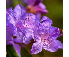 Dwerg rhododendron Blauw