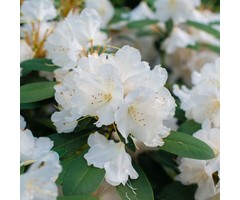 Dwerg rhododendron Wit