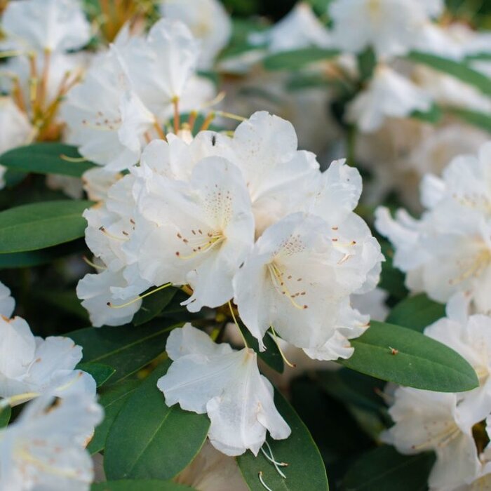 Dwerg rhododendron Wit