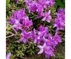 Dwerg rhododendron Paars-lila