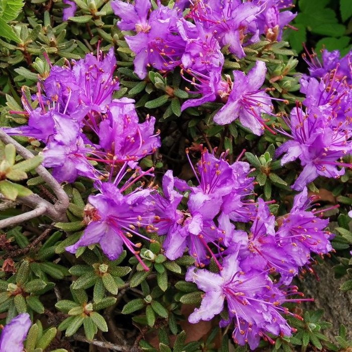 Dwerg rhododendron Paars-lila