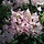 Dwerg rhododendron Wit-roze