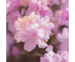 Dwerg rhododendron Roze