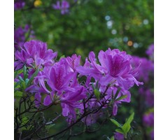 Dwerg rhododendron Violet-blauw