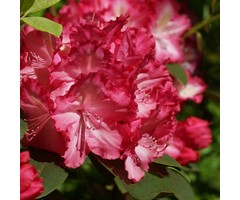 Dwerg rhododendron Roze-rood