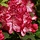 Dwerg rhododendron Roze-rood