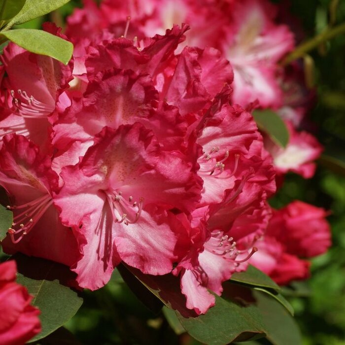 Dwerg rhododendron Roze-rood