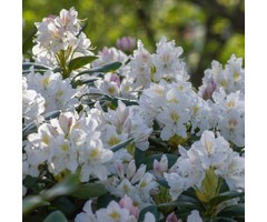 Dwerg rhododendron Creme-wit