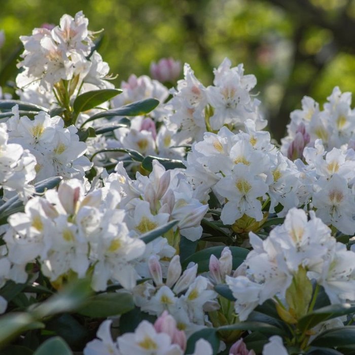 Dwerg rhododendron Creme-wit