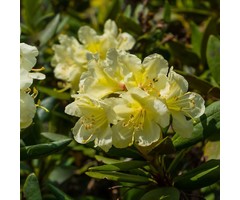 Dwerg rhododendron Geel