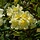 Dwerg rhododendron Geel