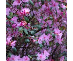 Dwerg rhododendron Lila-roze