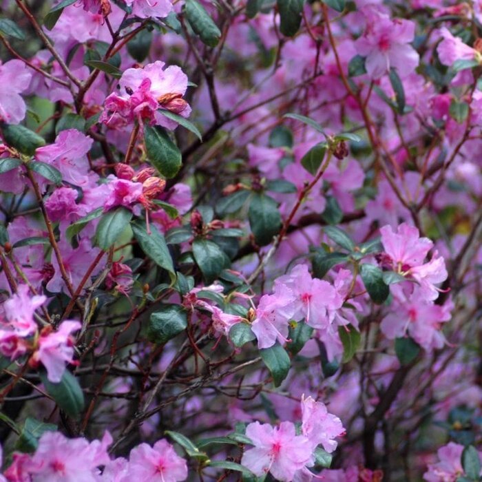 Dwerg rhododendron Lila-roze