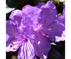 Dwerg rhododendron Donkerpaars