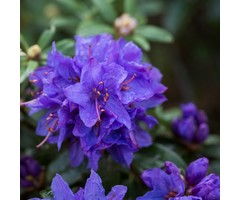 Dwerg rhododendron Donkerblauw