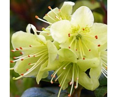 Dwerg rhododendron Lichtgeel