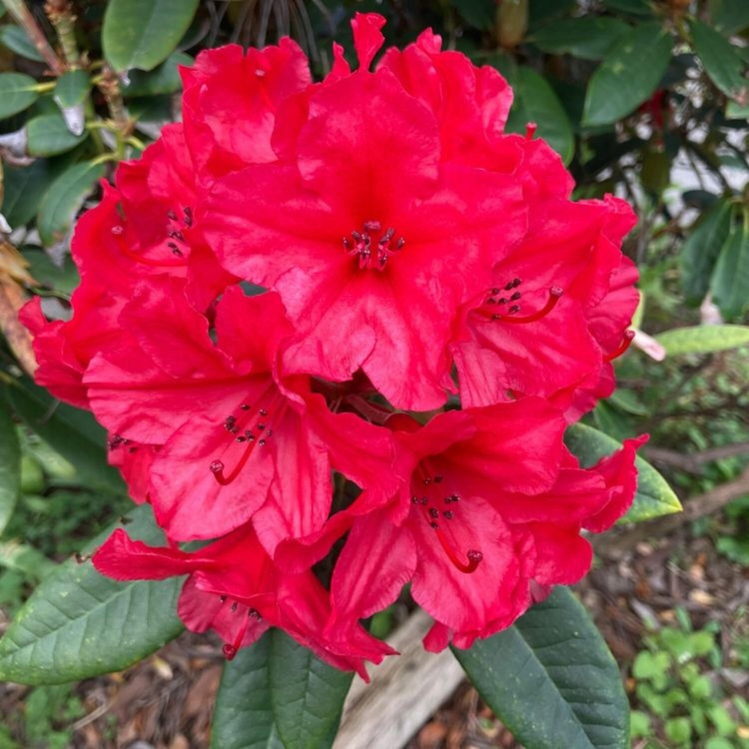 rhododendron hybride kabarett Rhododendron Kabarett – Spanne Plantesalg