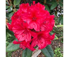 Rhododendron 'Abendrot'