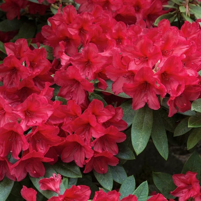 Rhododendron 'Baden-Baden'