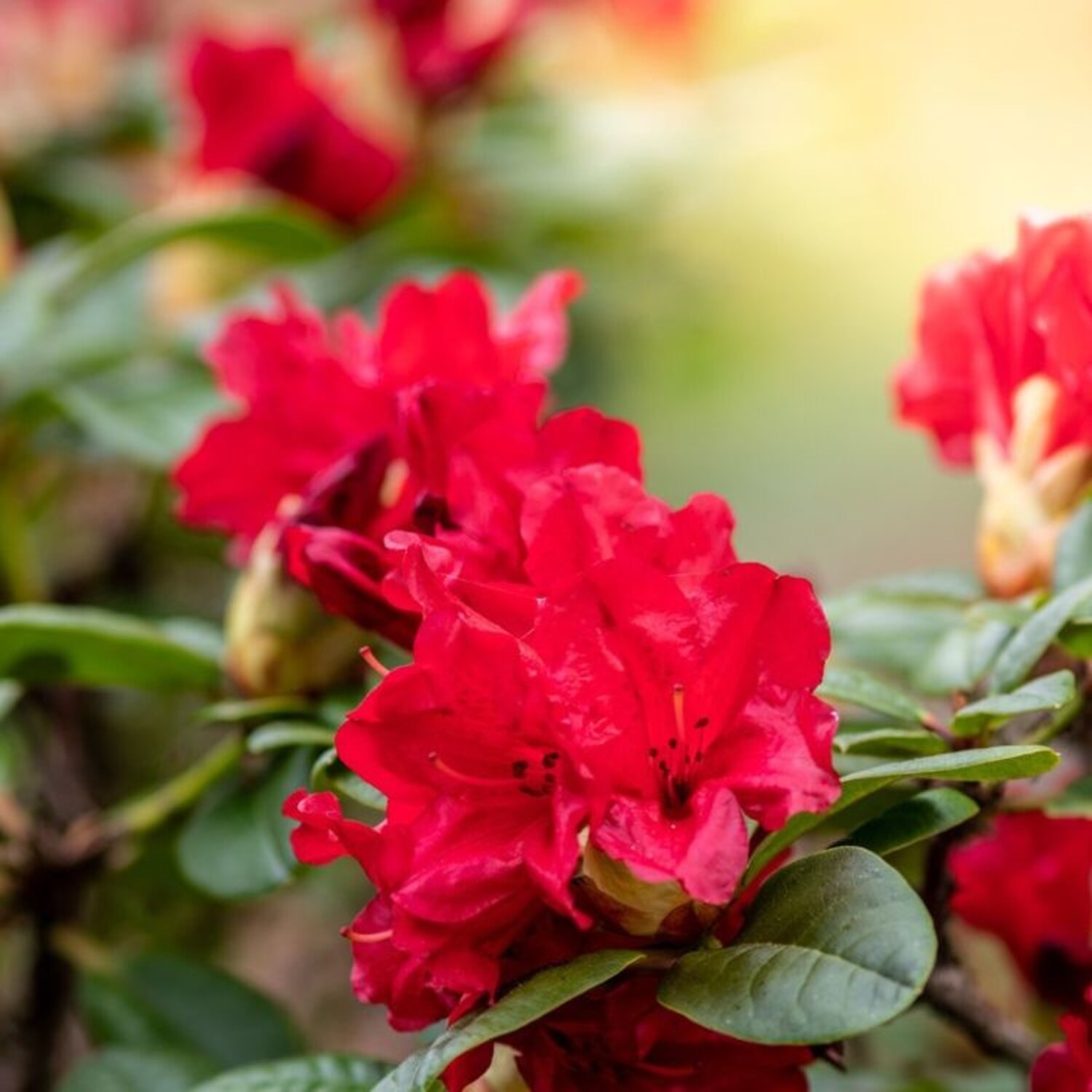 Rhododendron 'Bengal' - Tuinplantenbezorgd.nl