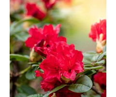 Rhododendron 'Bengal'