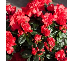 Rhododendron 'Scarlet Wonder'