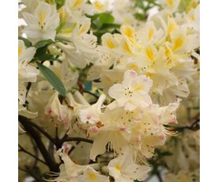 Azalea knaphill (mollis) 'Daviessii' Wit-geel