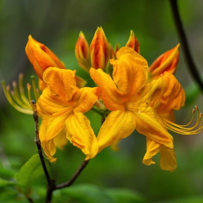 Azalea knaphill (mollis) 'Harvest Moon' geel