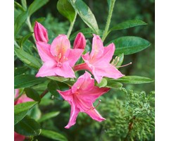 Azalea knaphill (Mollis) 'Homebush' Roze
