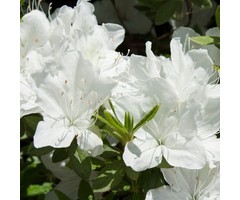 Azalea knaphill (Mollis) 'Persil' Wit