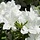 Azalea knaphill (Mollis) 'Persil' Wit