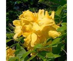 Azalea knaphill (mollis) 'Klondyke' Geel