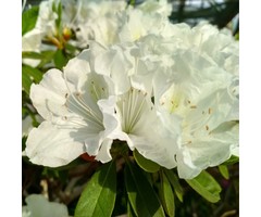 Azalea knaphill (mollis) 'Whitethroat' Wit